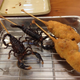 Illustration for article titled Fried Scorpion? Osaka Restaurant Serves Up Unusual Eats